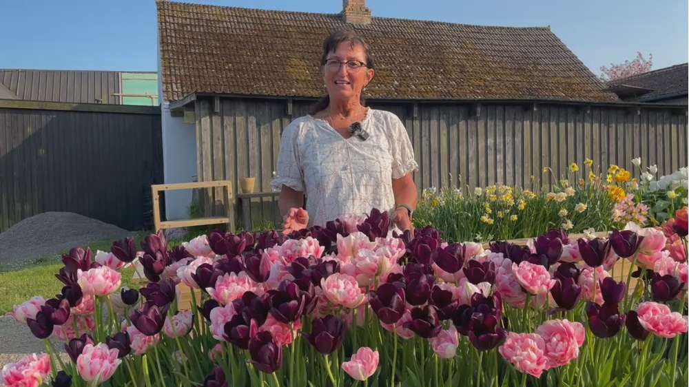 Tulipanblanding 'Isabella'
